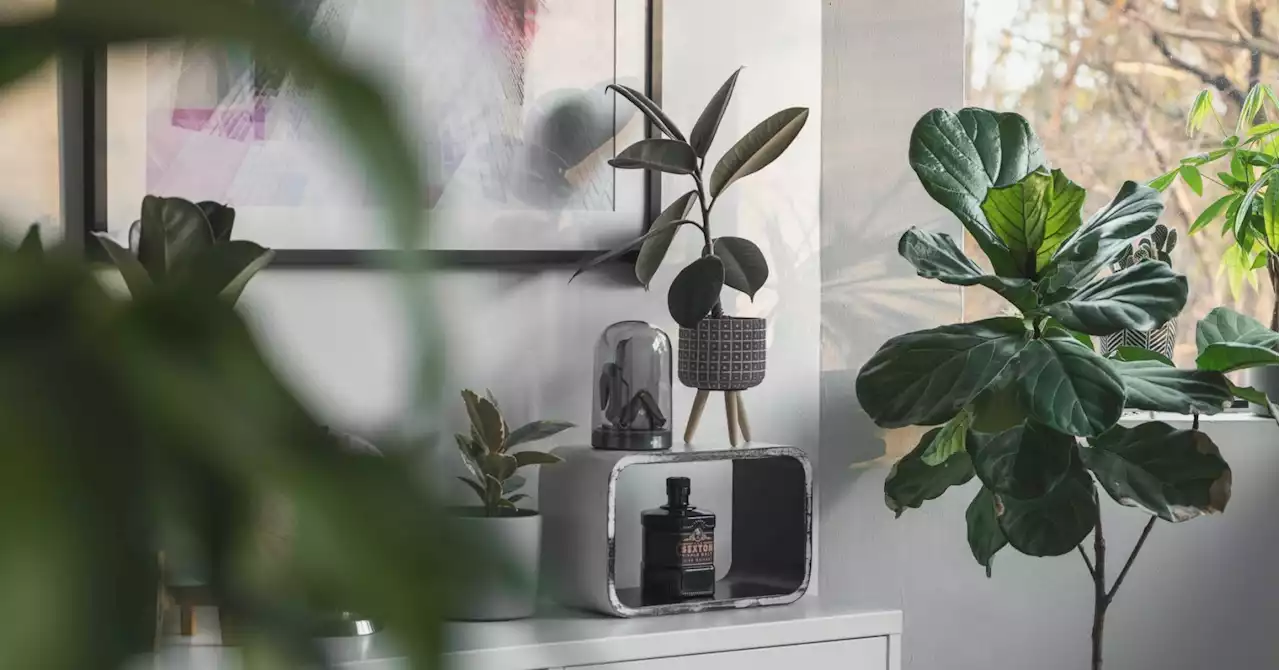 This intriguing new interiors trend takes plant parenthood to a whole other level