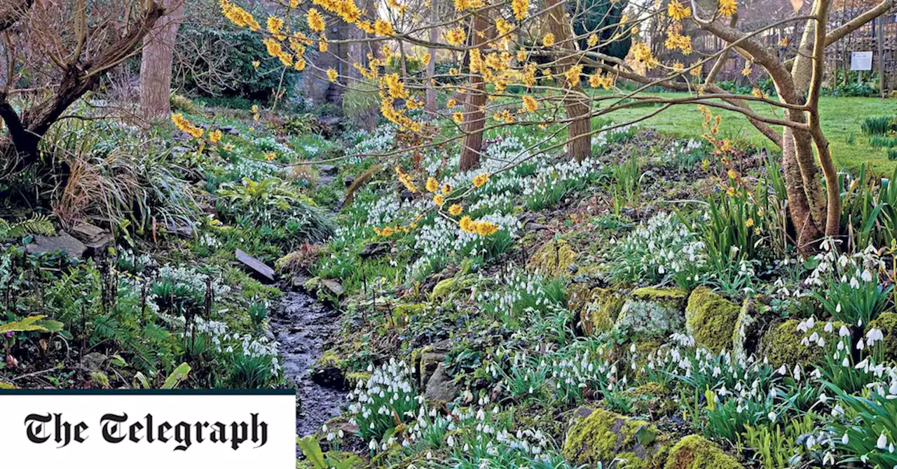 Fieldgate snowdrops and best snowdrop gardens to visit