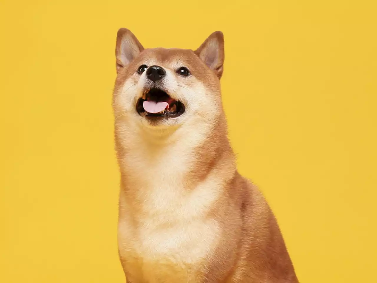 Shiba Inu (SHIB) Recovers 40% from Recent Low, Surpasses Polygon (MATIC)