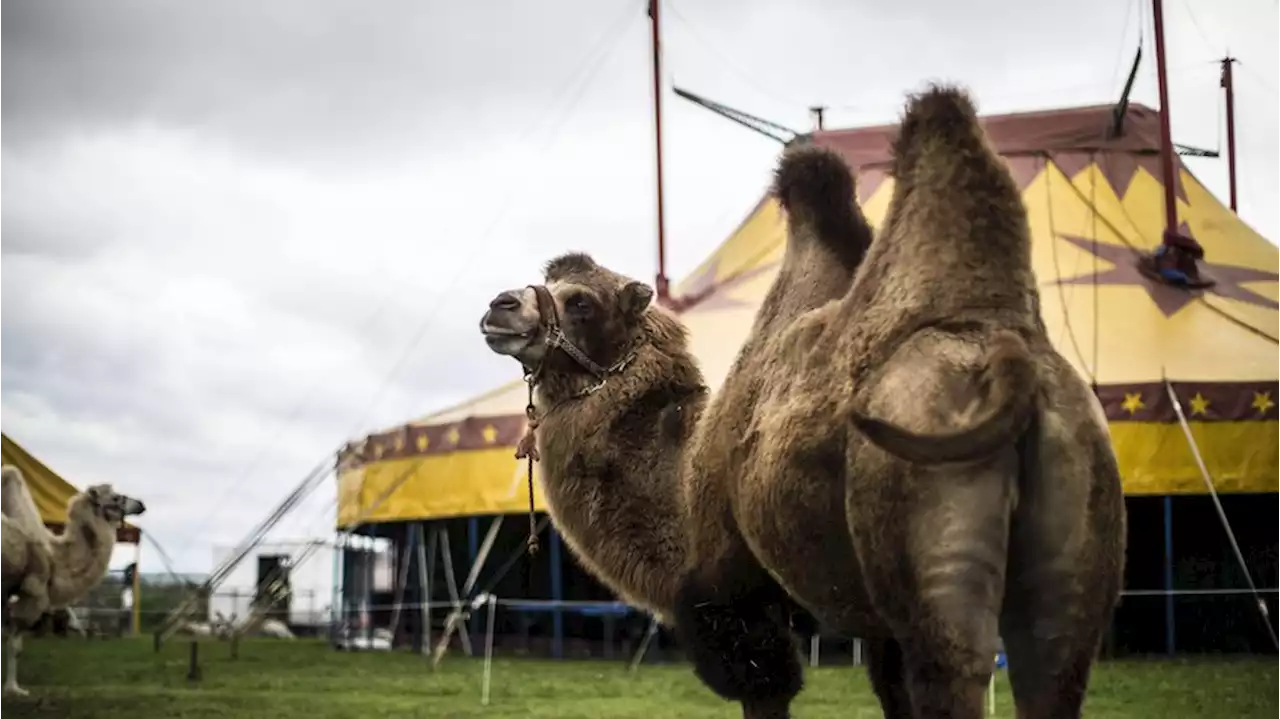 Erste Kommune in Deutschland verbietet Tiere im Zirkus