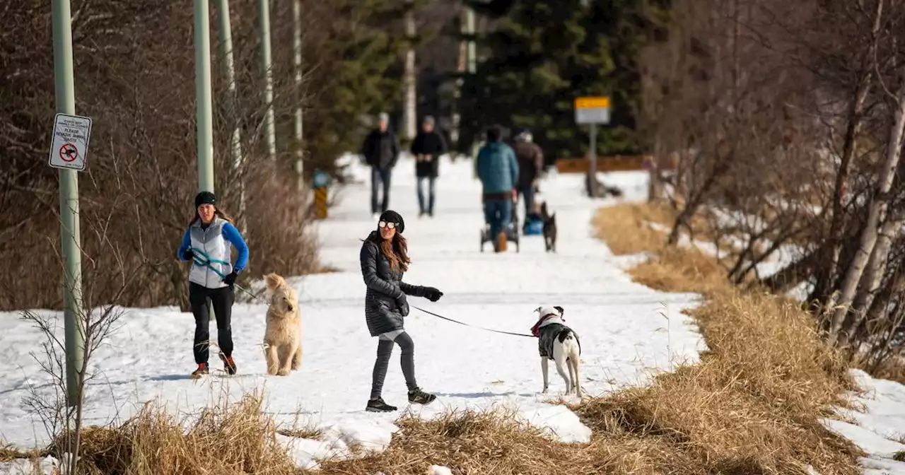 Alaskans, get a grip on your dogs