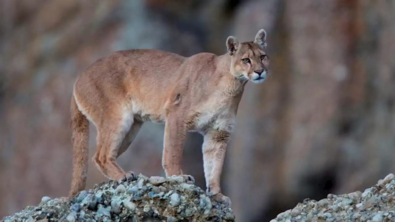 Temor en Coronel Dorrego: buscan a un puma que apareció en el centro