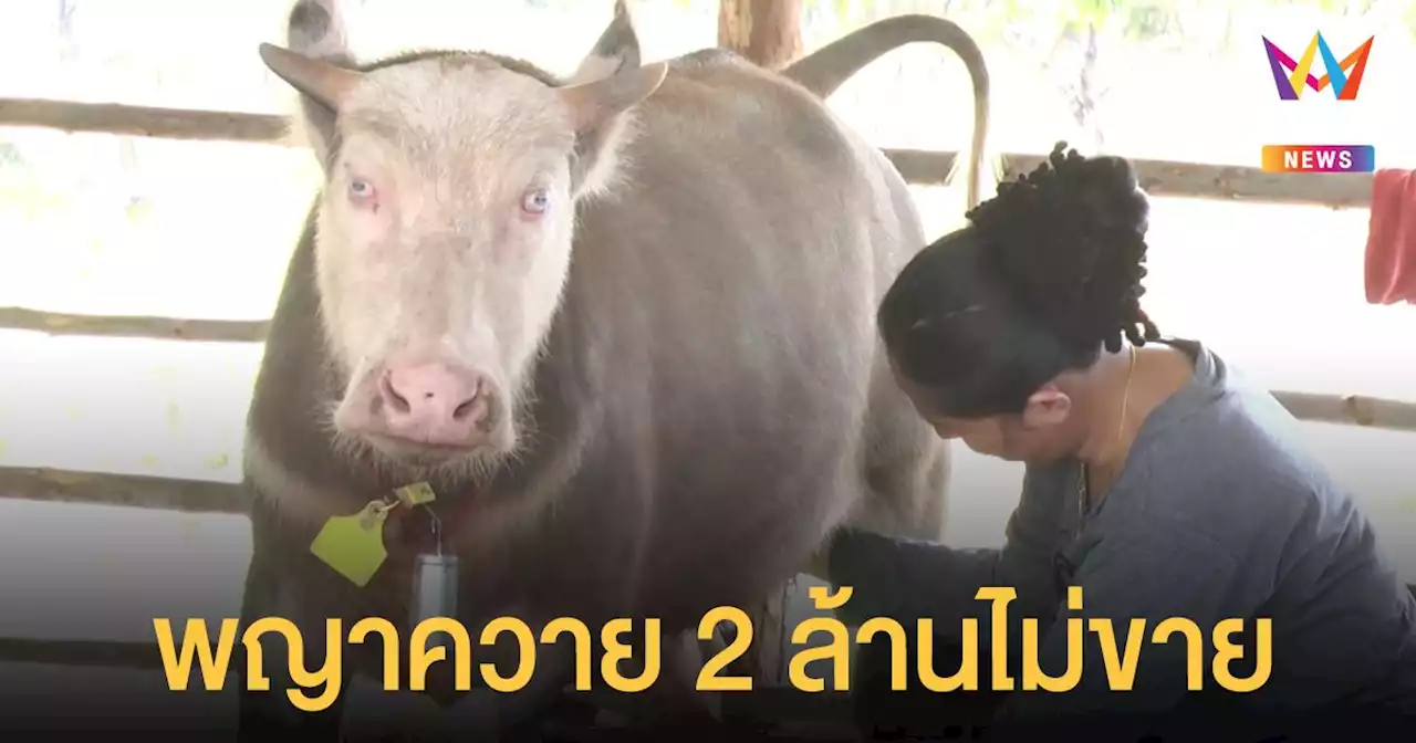 ฮือฮา! พญาควาย คนขอซื้อ 2 ล้าน เจ้าของไม่ขาย เชื่อใครได้ครอบครองจะร่ำรวย