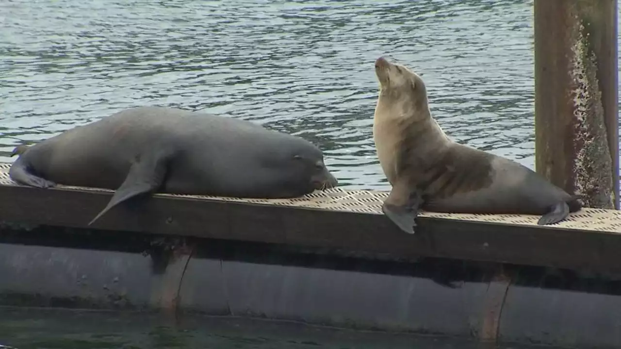 Dozens of sea lions overrun privately-owned Ballard dock