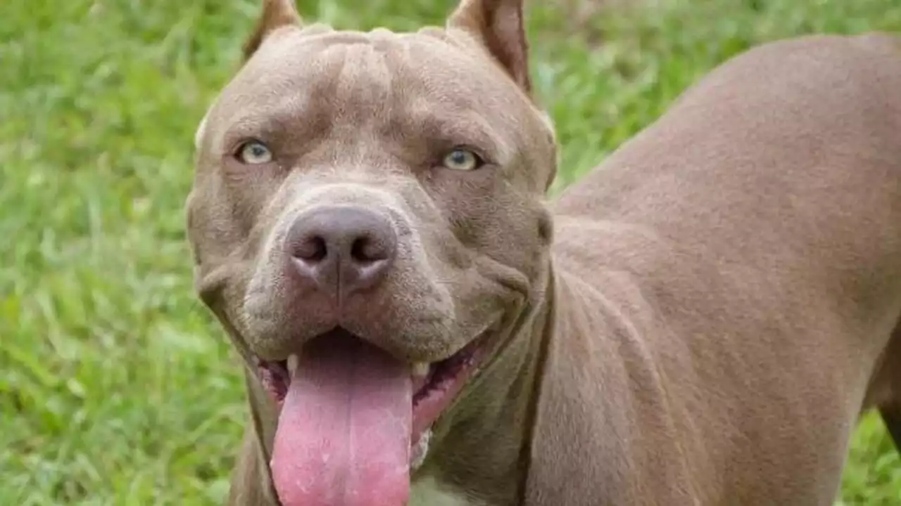 Perro de raza pitbull le mordió la cara a una niña de cuatro años en Bogotá