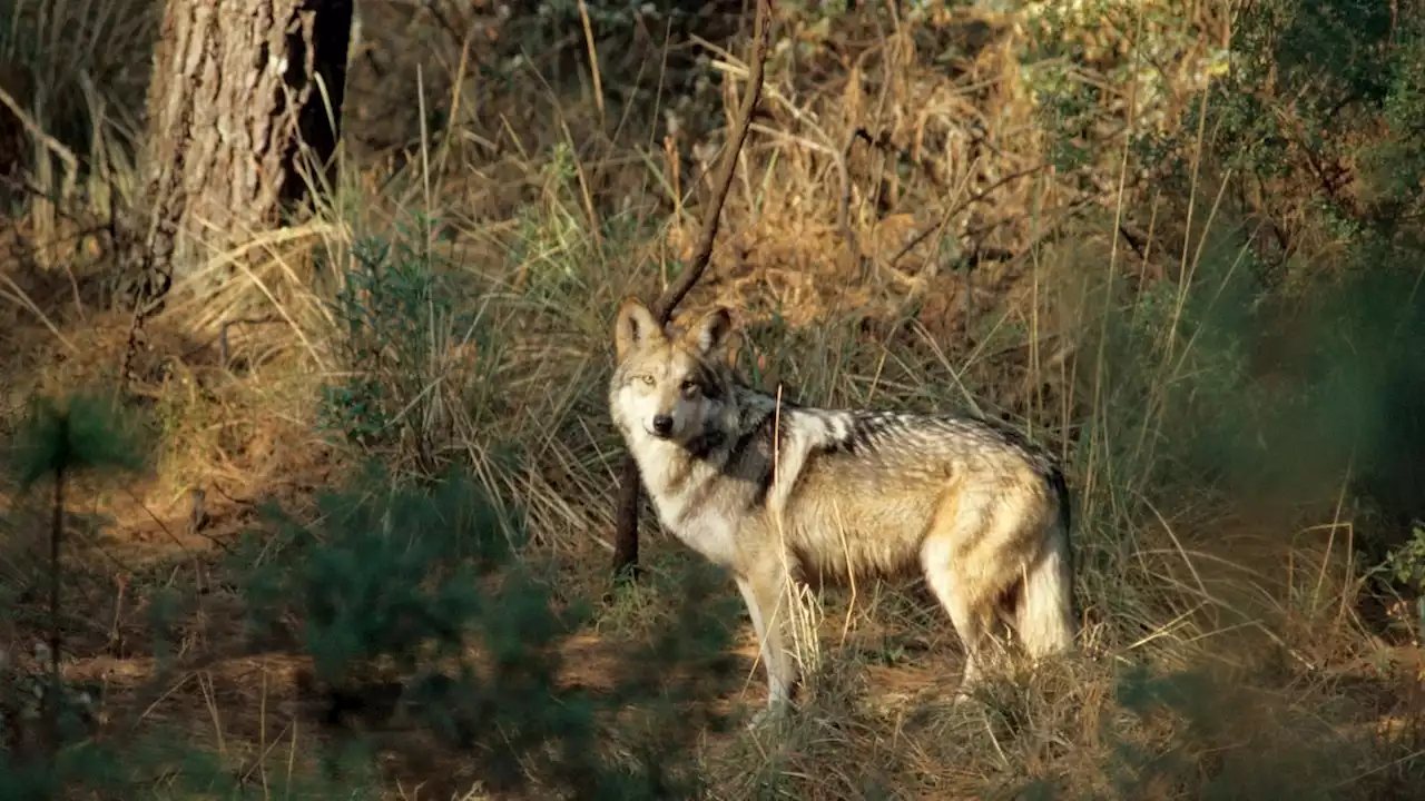 An endangered wolf went in search of a mate. The border wall blocked him.