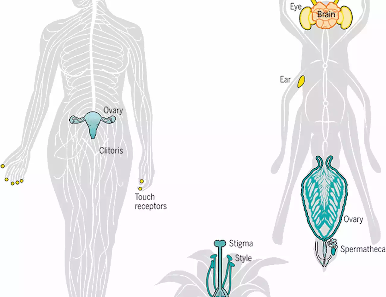 Sexual selection and the ascent of women: Mate choice research since Darwin