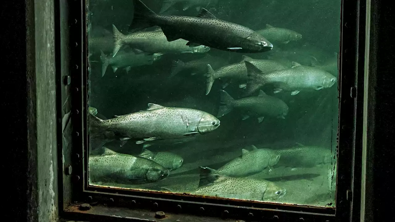 Why you might not be getting the salmon you paid for