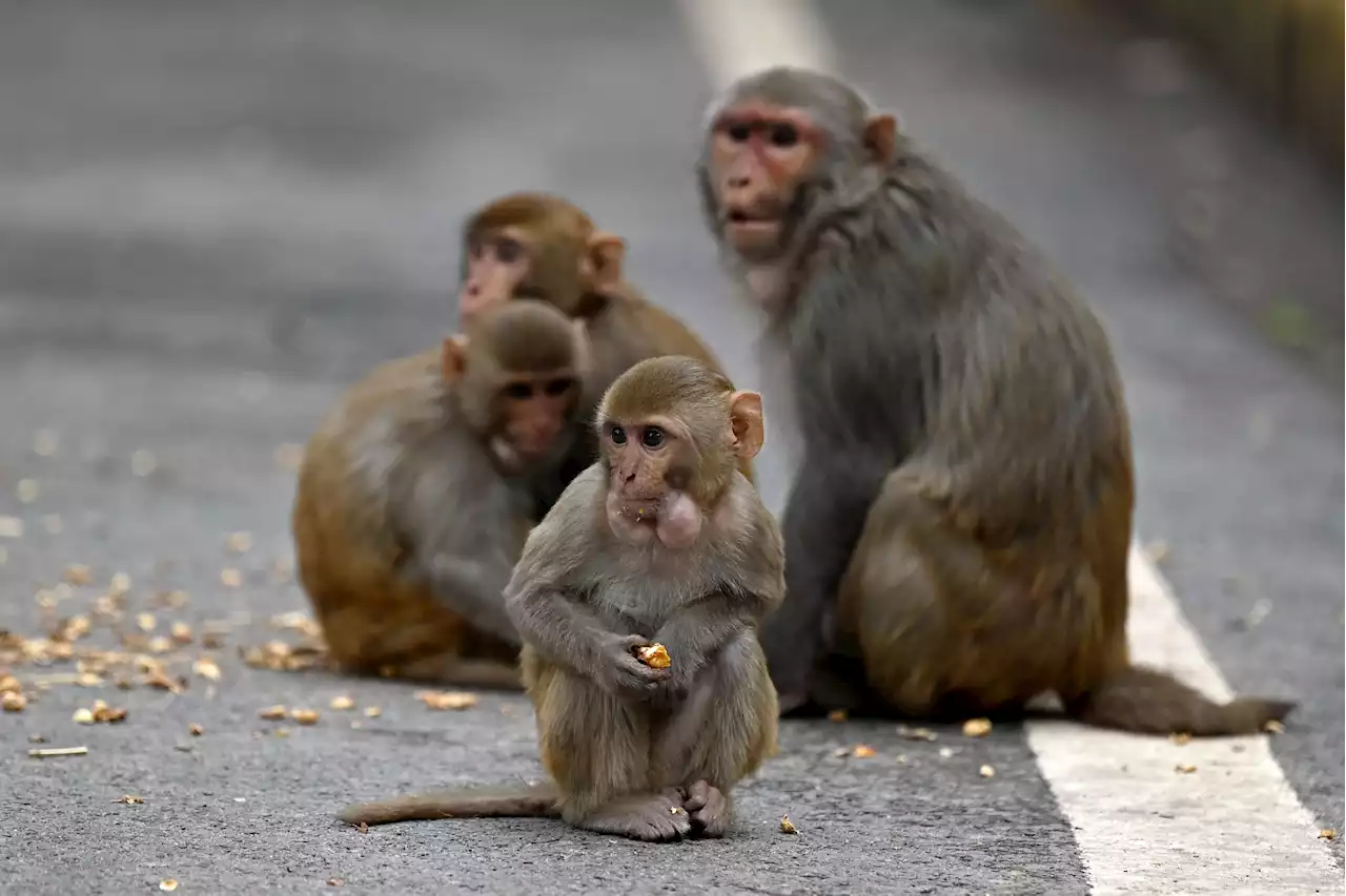 Mystery as 24 monkeys, mostly male, found dead near highway