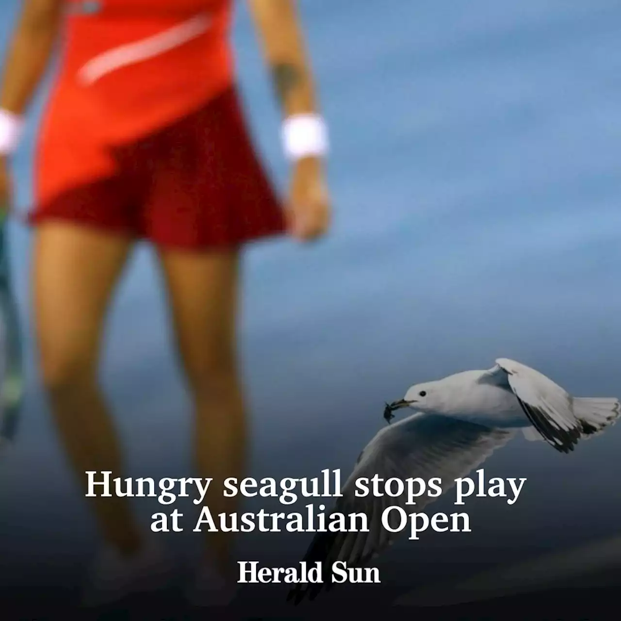 Seagull shuts down play at Aus Open