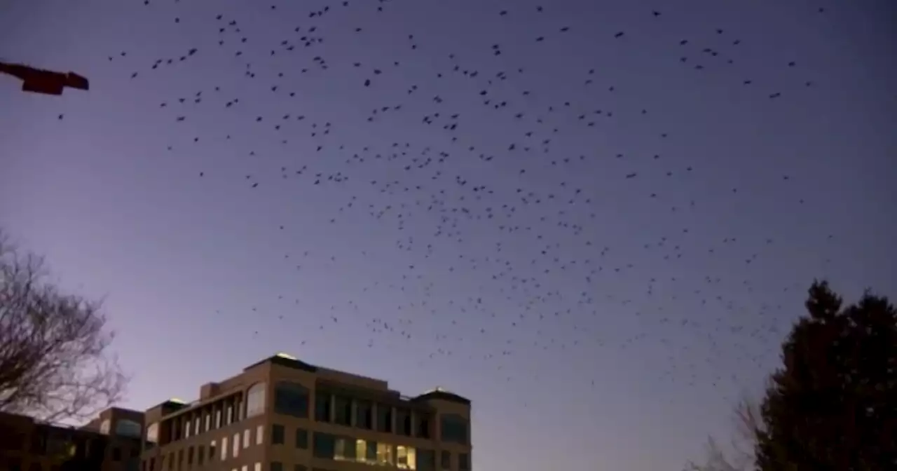 Bay Area suburb fighting back against crow infestation with laser pointers, loud music