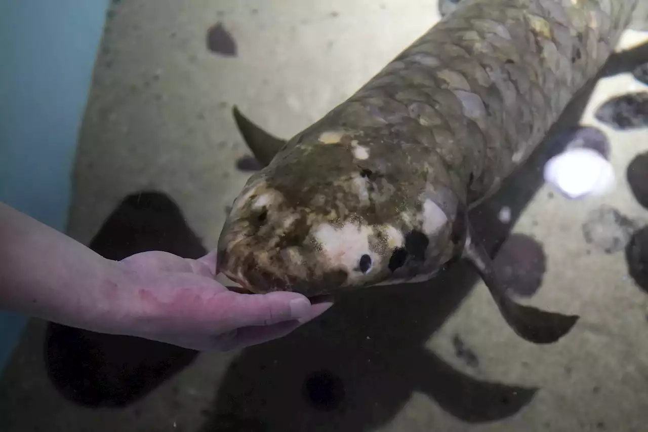 Meet Methuselah, the oldest living aquarium fish