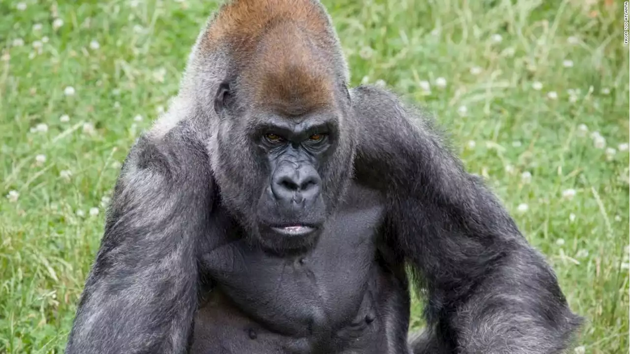 Ozzie, the world's oldest male gorilla, has died at Zoo Atlanta