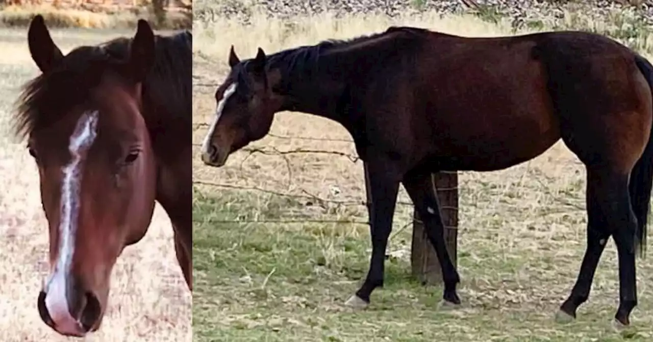 Utah horse owners offer $3,000 reward for mare missing since December