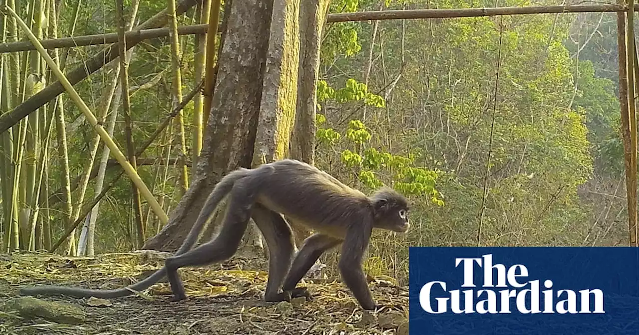 Ghostly monkey and slug snake among 224 new species found in Mekong region