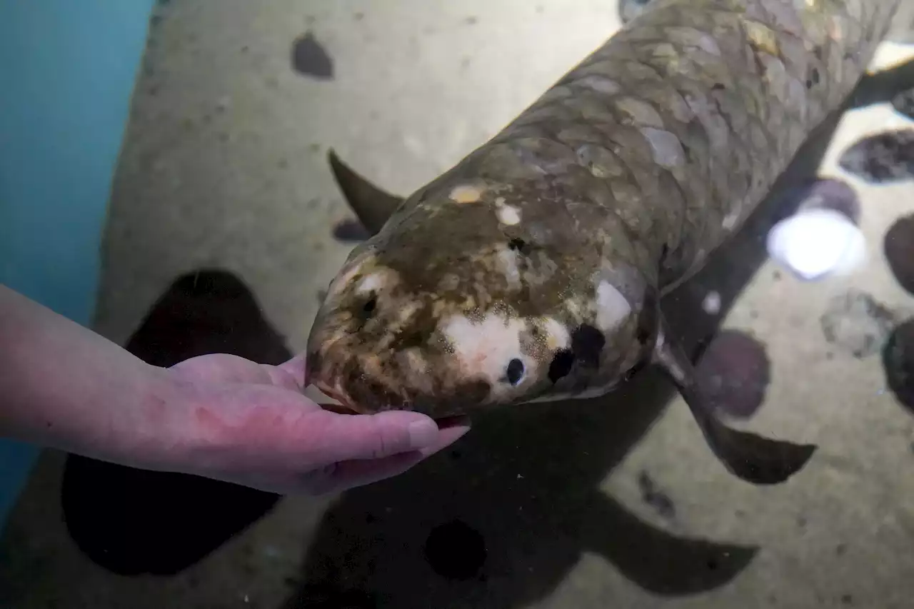 Meet Methuselah, the oldest living aquarium fish