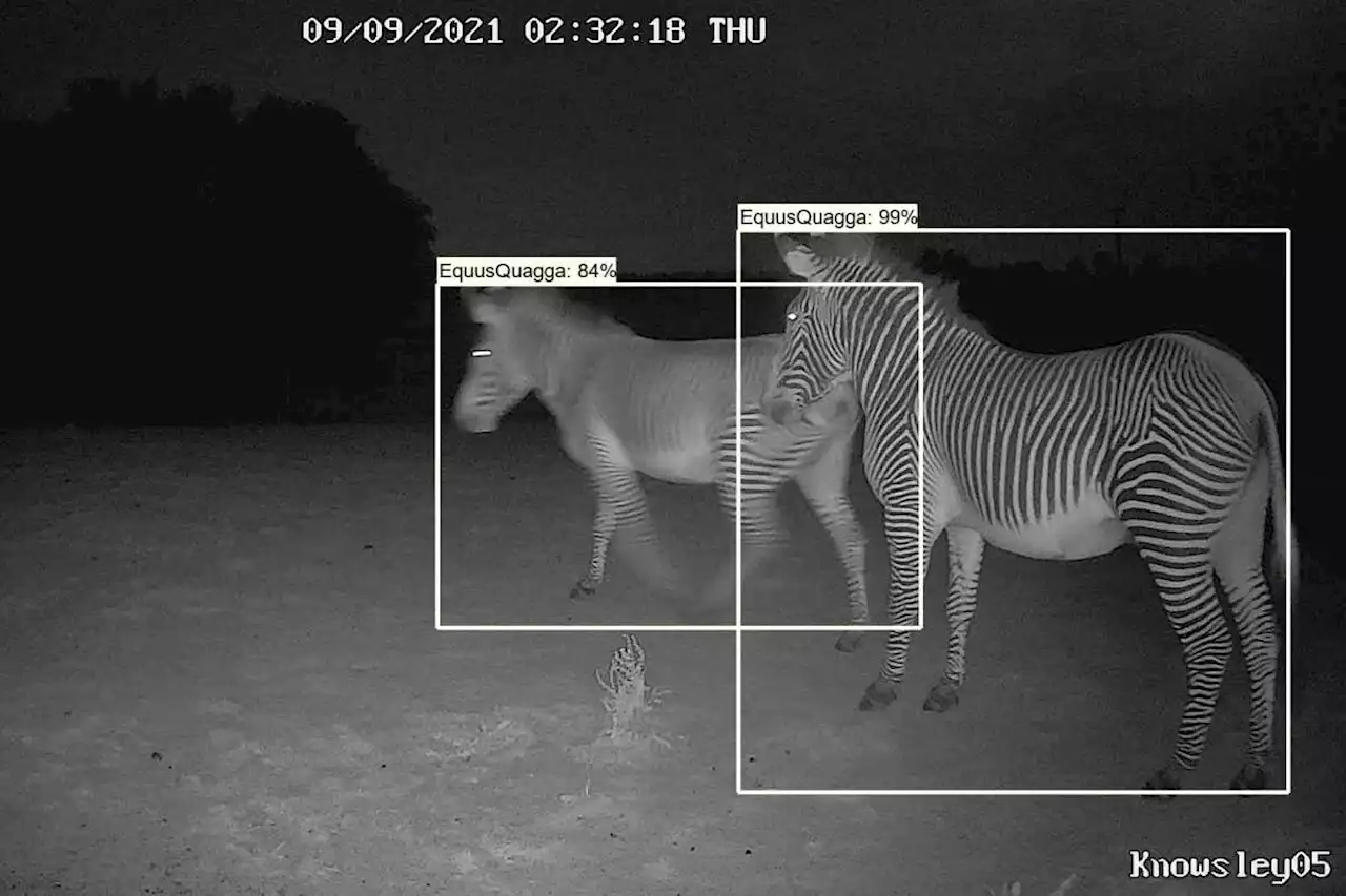 AI can spot wounded wild animals and poachers in camera trap footage