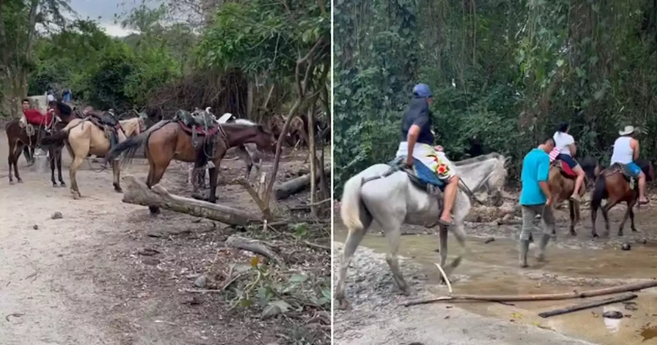 Denuncian el pésimo estado en el que se encuentran los caballos del parque Tayrona