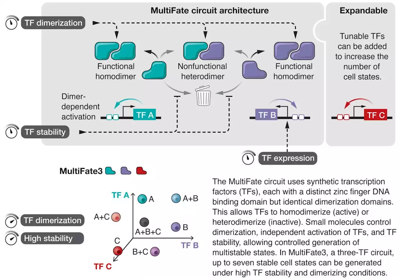 Synthetic multistability in mammalian cells