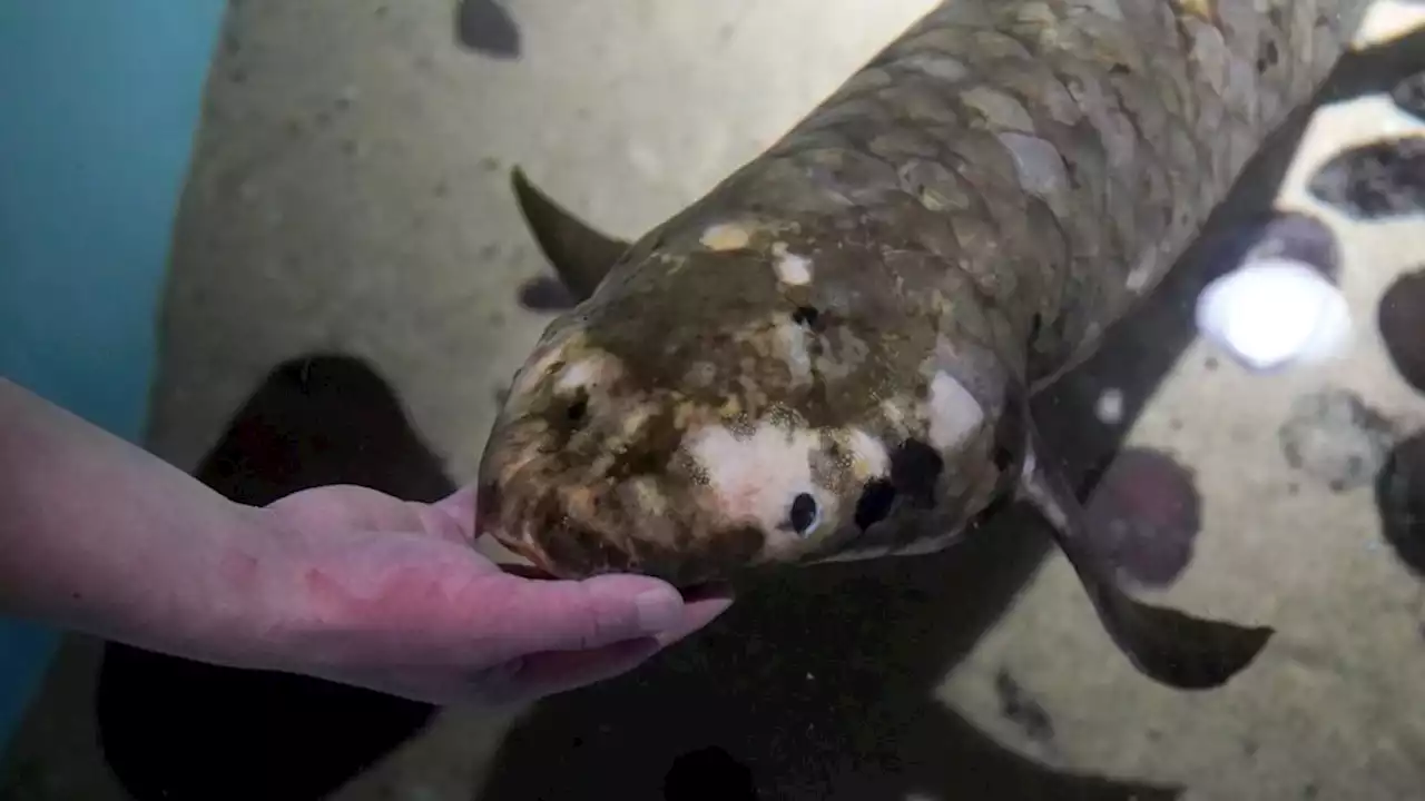 Meet Methuselah, the oldest living aquarium fish