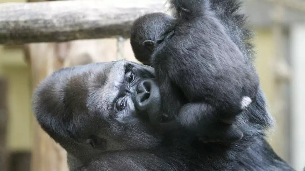 Mein Gorilla-Töchterchen ist zum Anbeißen süß