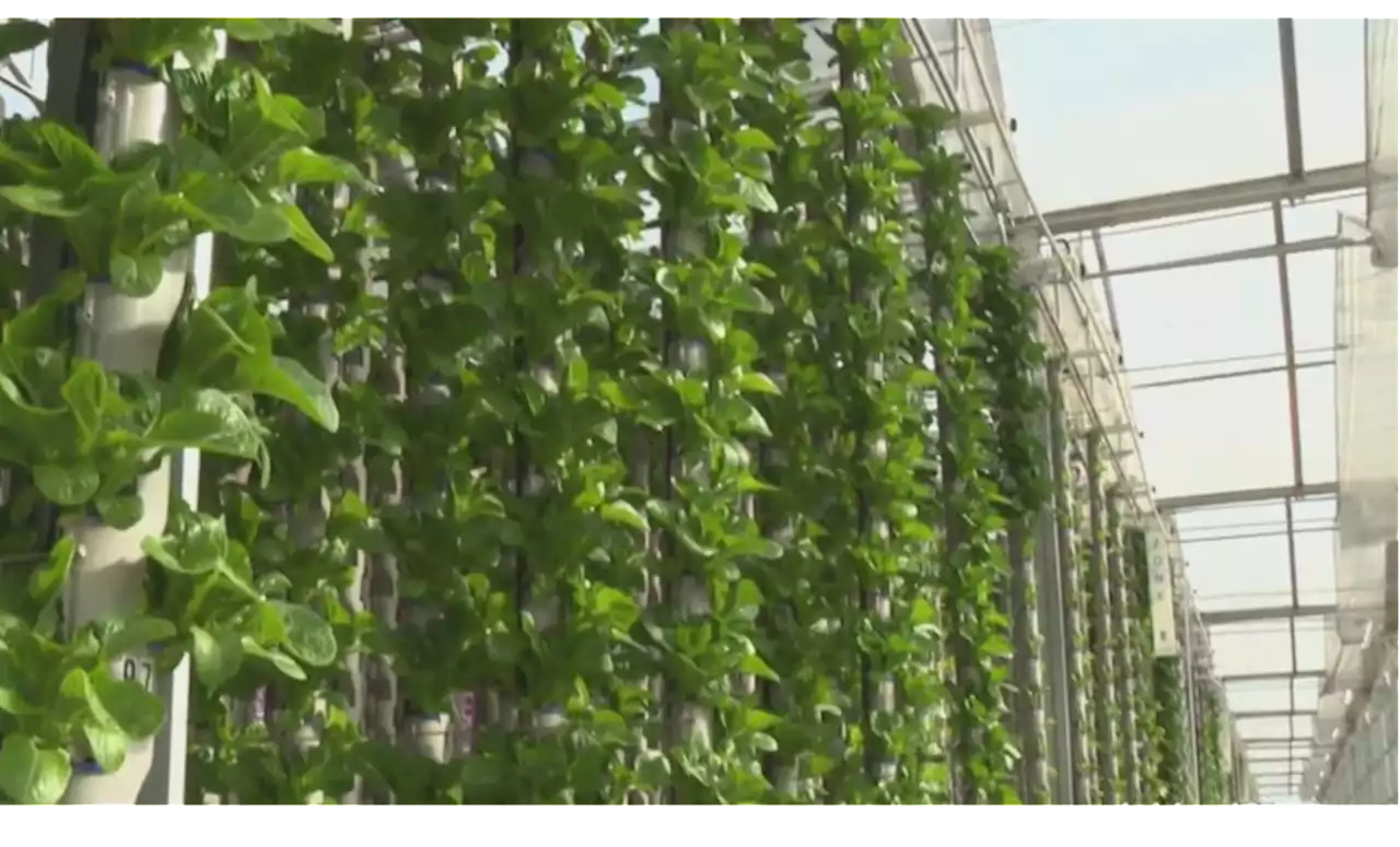 Gardening 101: Vertical Farming In The Metroplex