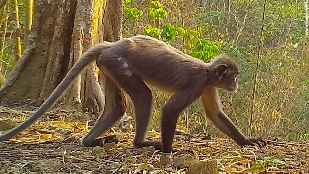 More than 200 new species discovered in Mekong region, WWF says