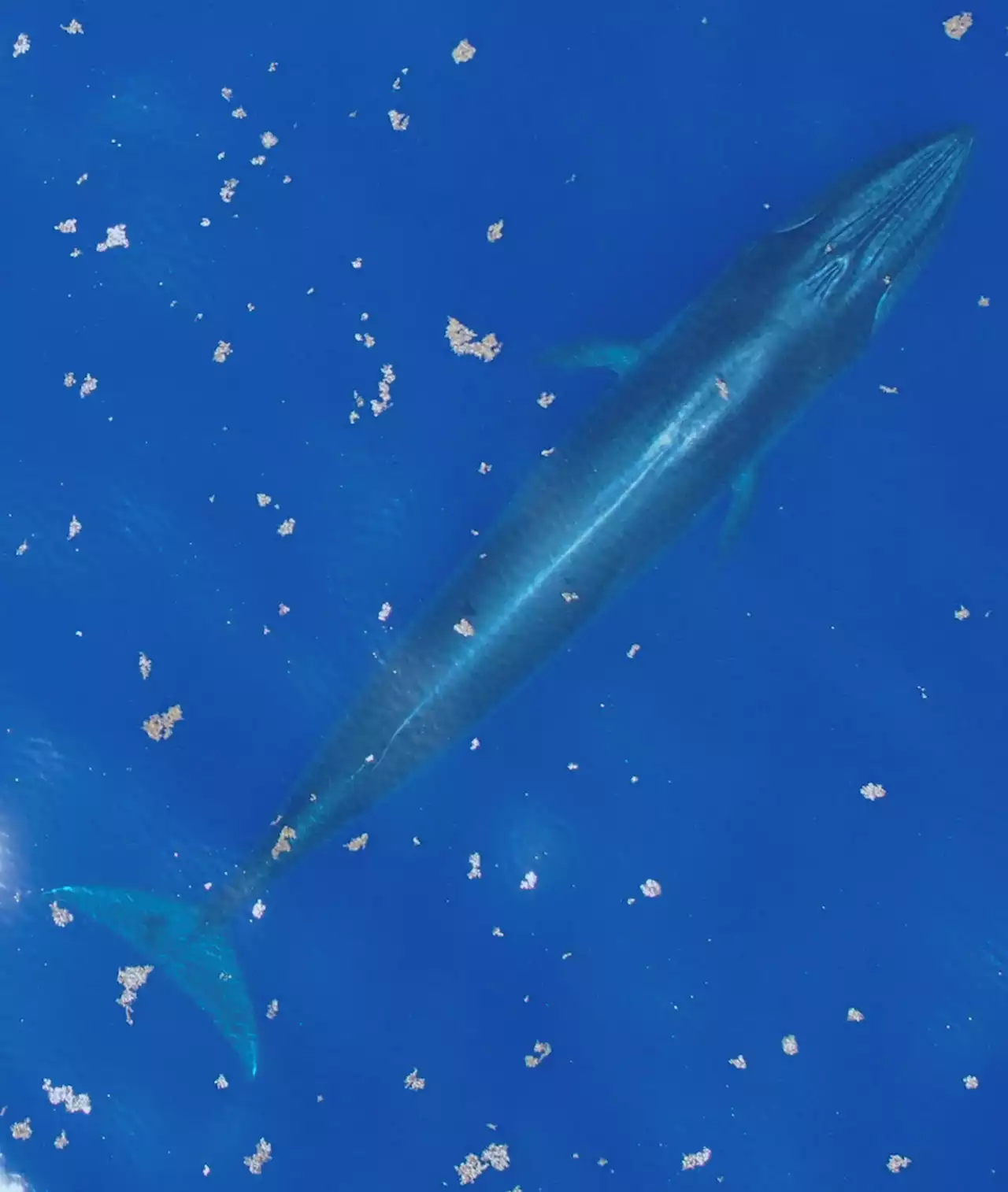 A New Whale Species Is Fighting for Survival