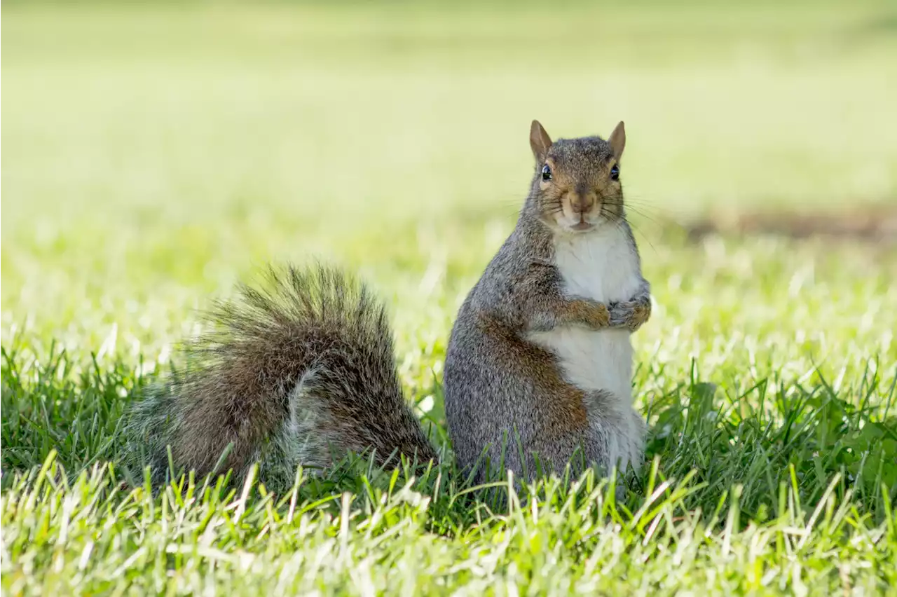 Shh! These Eavesdropping Animals May Be Listening