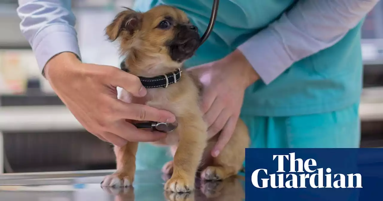 Tell us your experiences of paying for pet surgery in the UK