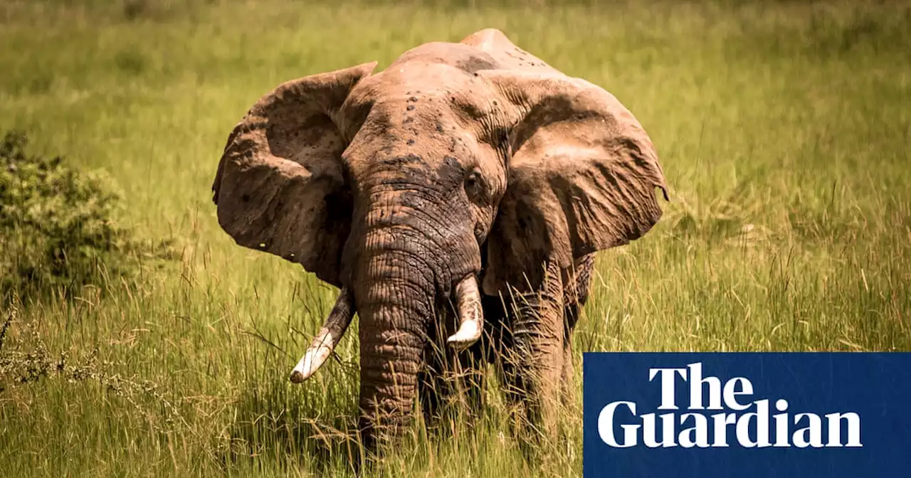 Saudi tourist trampled to death by elephant on safari in Uganda