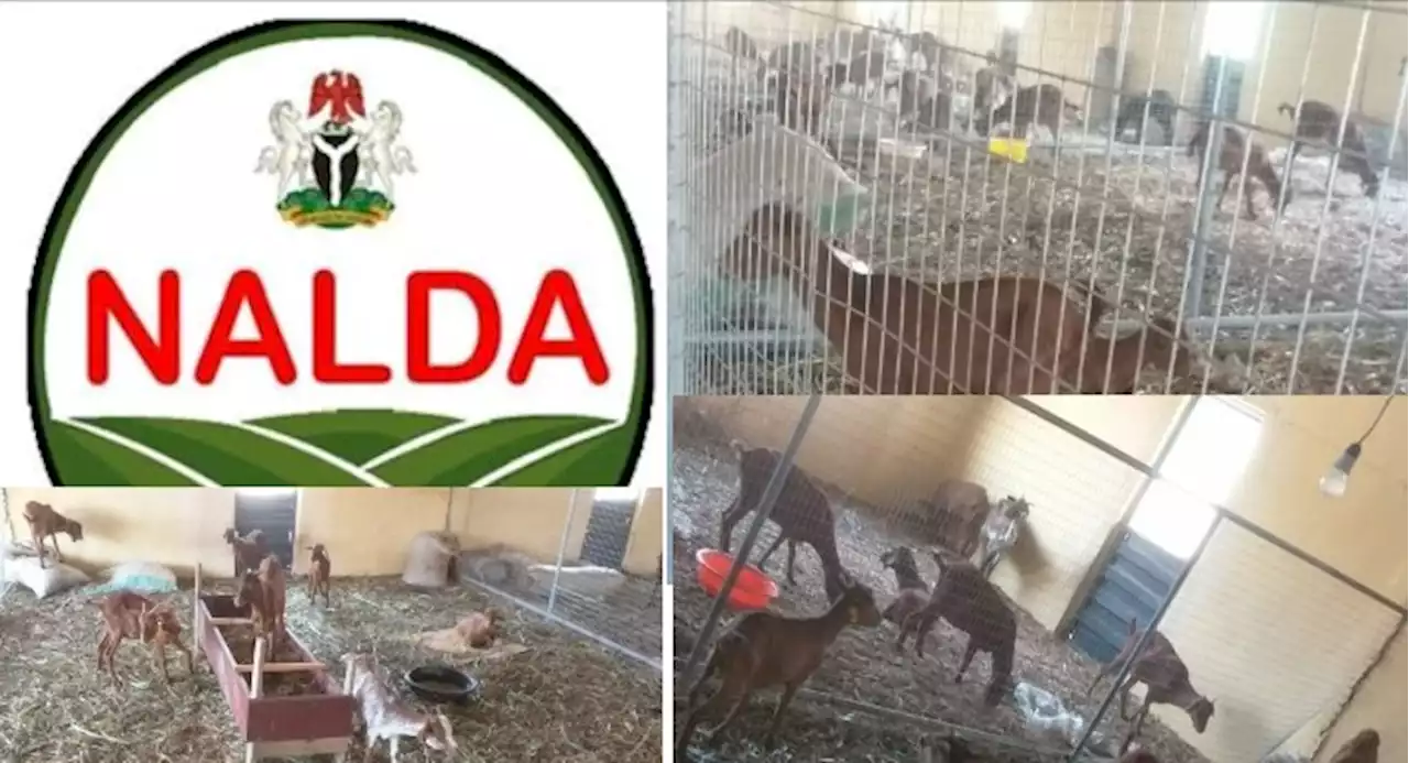 NALDA To Commission Farm Estates In Abia, Imo, Targets 400 Beneficiaries