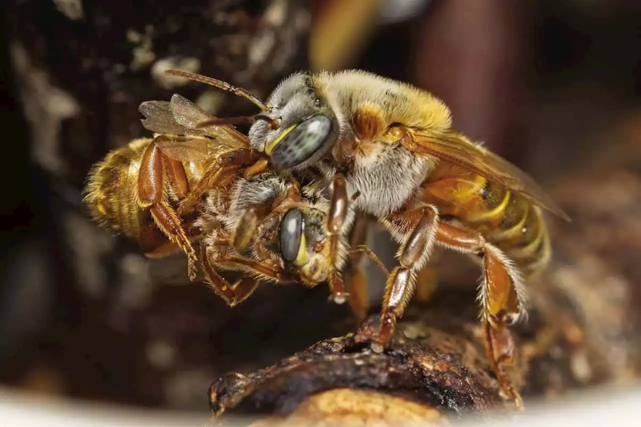 Some bee colonies have to kill thousands of ‘selfish’ wannabe queens