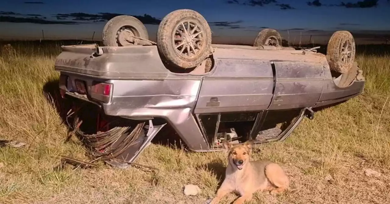 Perrito no se despegó de su dueño, tras accidente en el que se volcaron