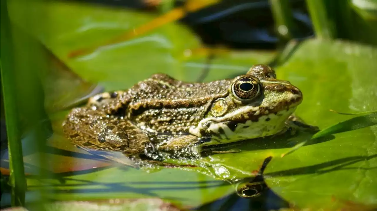 De un muñón a una pata en 18 meses: científicos logran regenerar extremidades en ranas