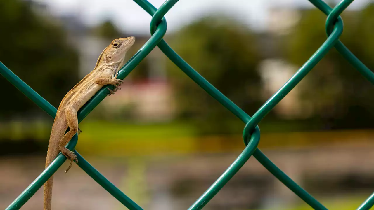 Urban animals may get some dangerous gut microbes from humans