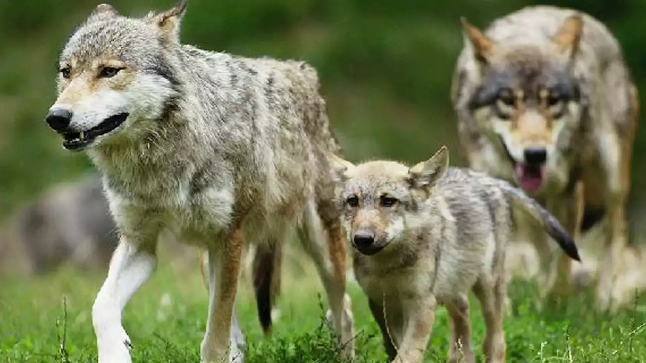 'Problemwölfe': Land will Abschuss regeln