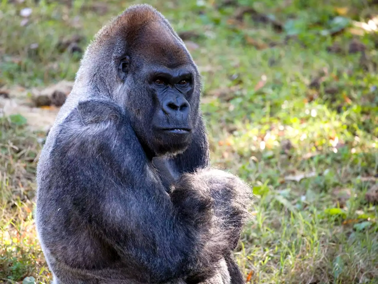 Ozzie, the world's oldest male gorilla, found dead at Atlanta zoo. He was 61.