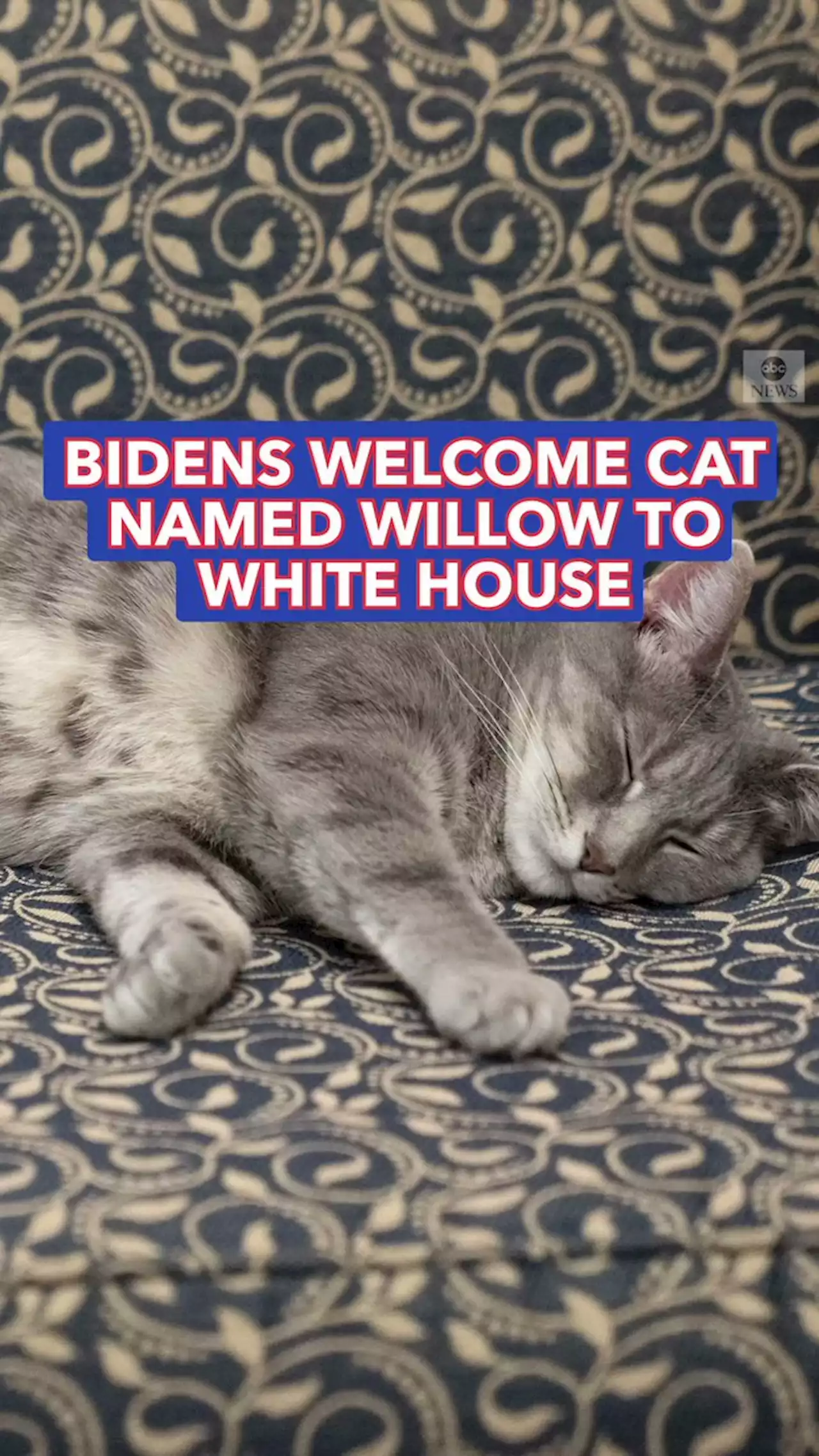 Here, kitty: Bidens welcome cat named Willow to White House