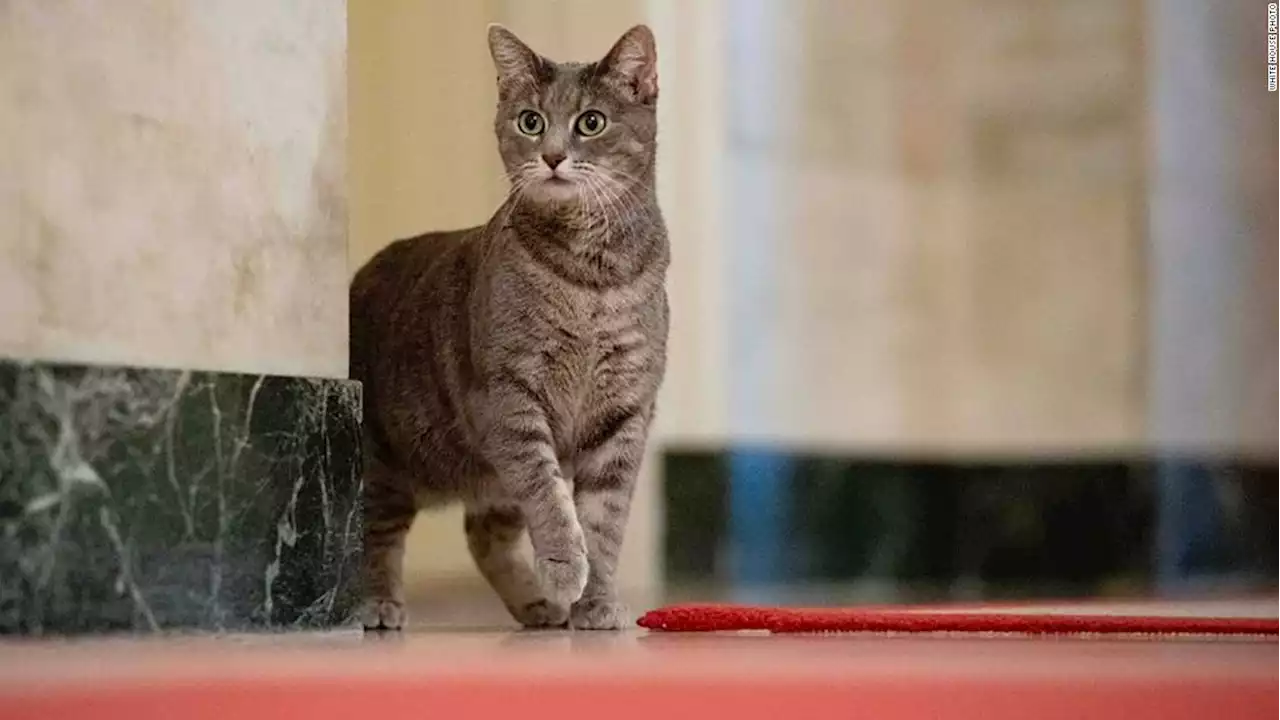 Bidens welcome new family cat to the White House