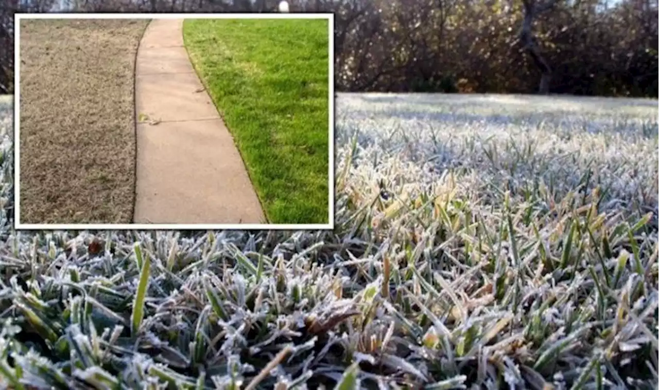 ‘It could appear dead’: How to give your lawn a ‘flying start’ for spring