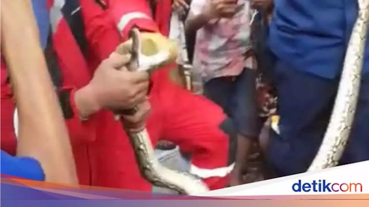 Musim Kawin Ular, Dua Ekor Sanca Dua Kali Gegerkan Warga di Makassar