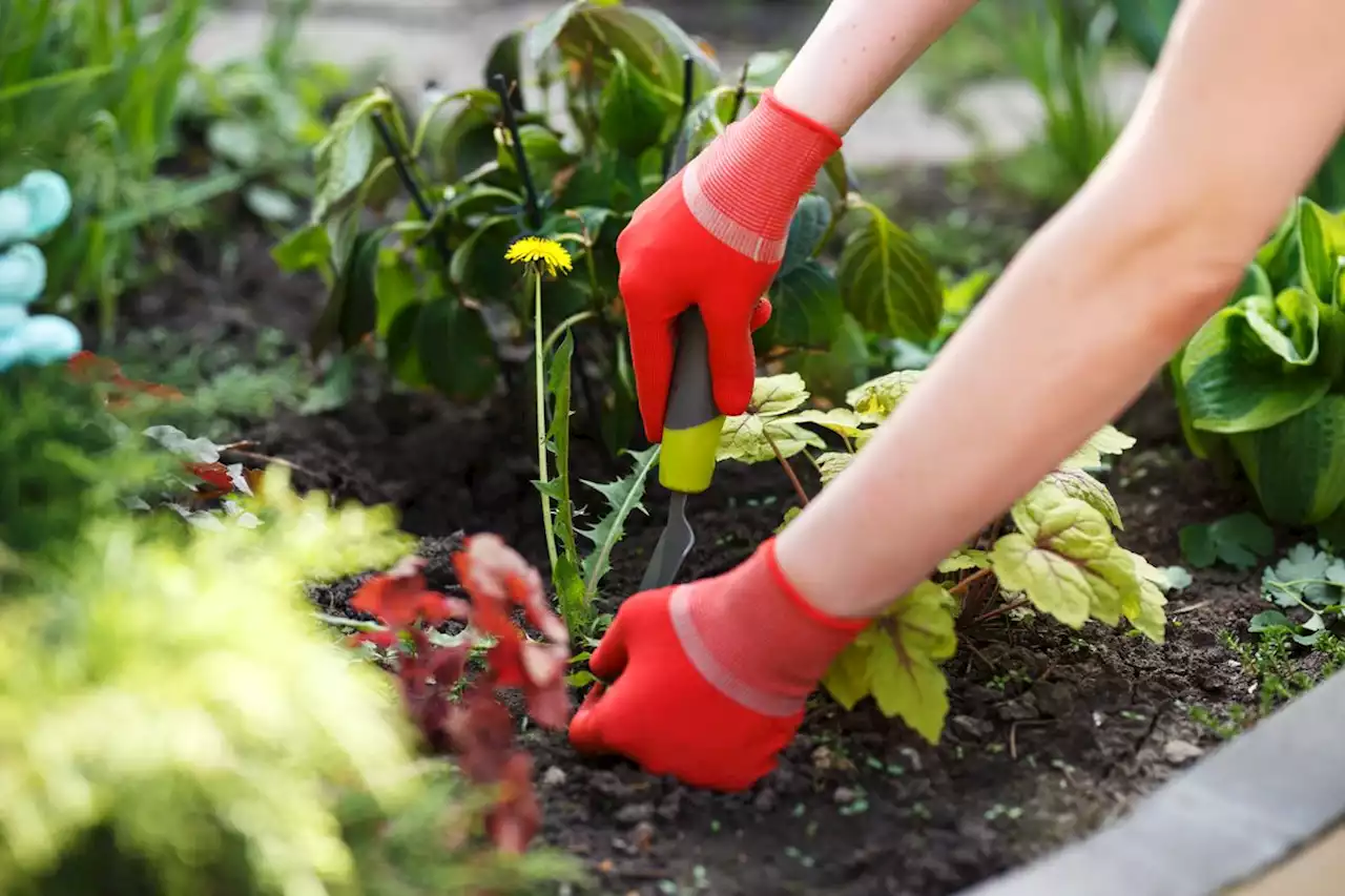 How to Kill Weeds Naturally—for Real