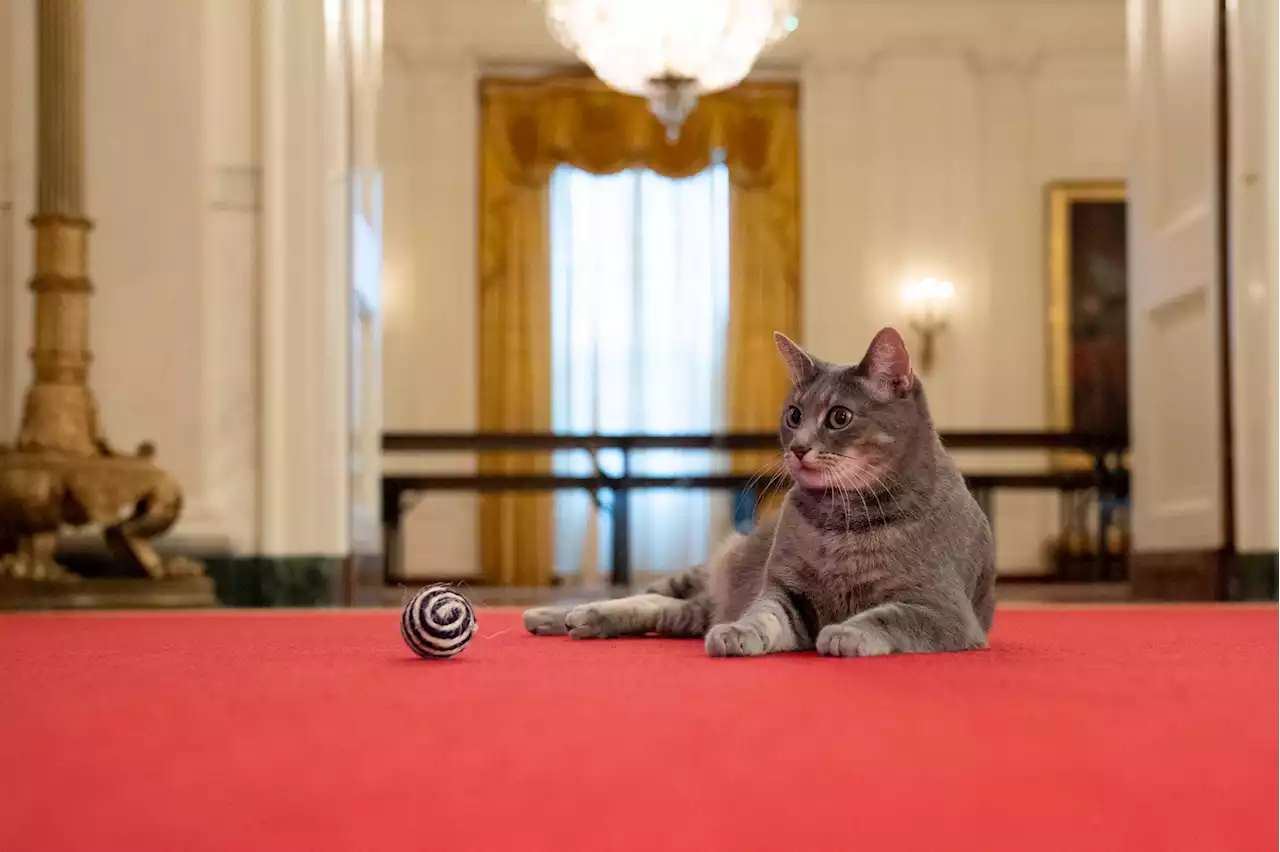 ‘Meet Willow’: Bidens Welcome New Cat To White House