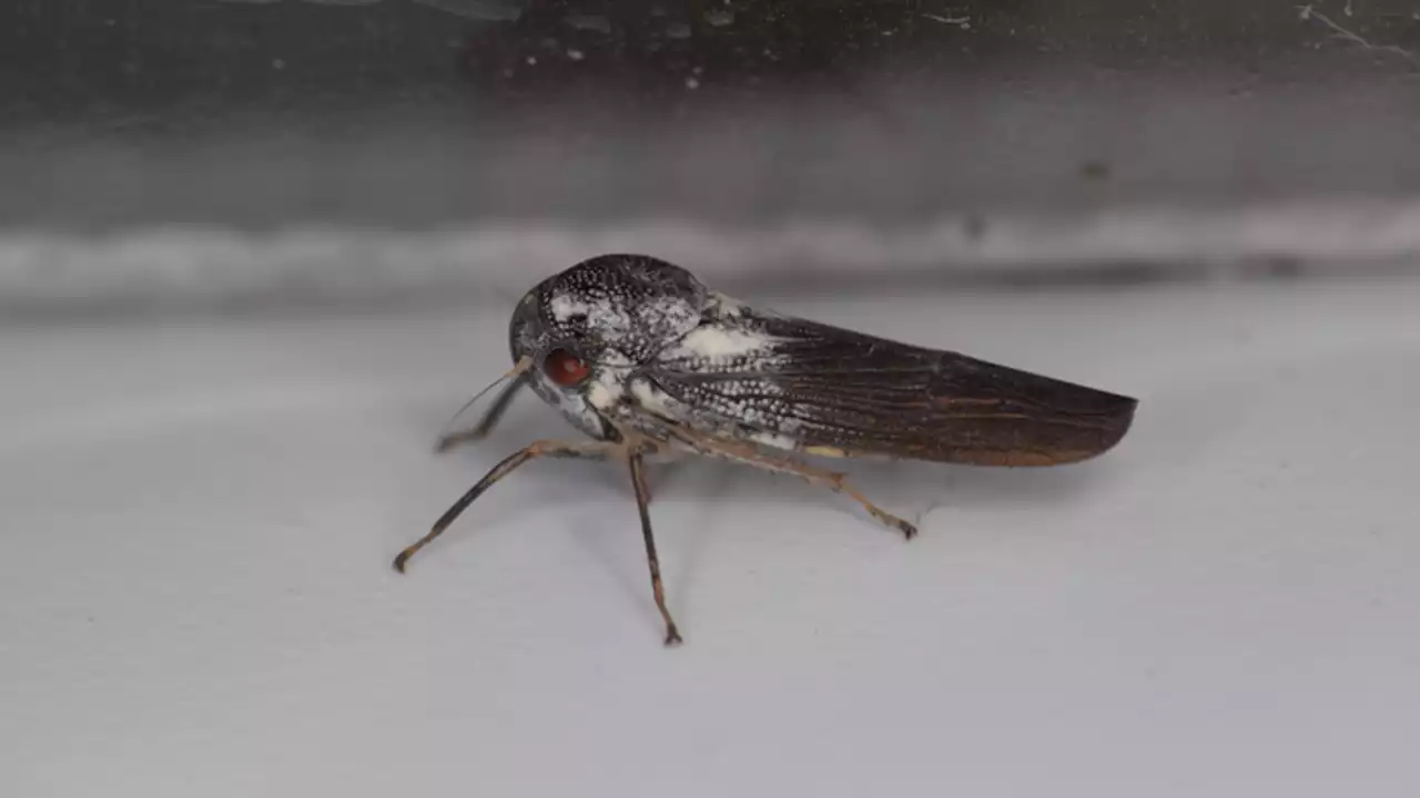 Newly Discovered Insect Looks Like Mothman