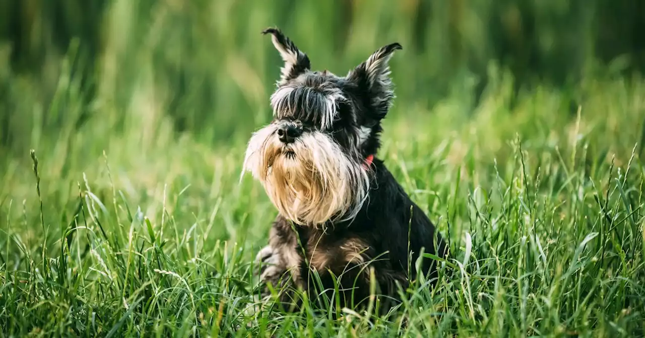 Yes, those tiny dogs descended from wolves