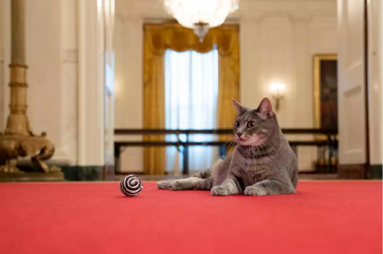 Here, Kitty: Bidens Welcome Cat Named Willow to White House