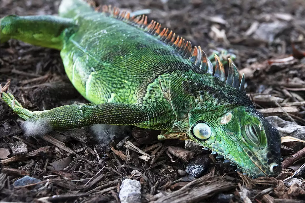 Iguanas could rain down from trees in Florida as temperatures plunge