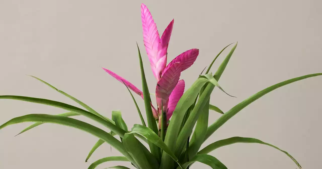 Grow Your Love This Valentine's Day With A Plant Gift From The Sill