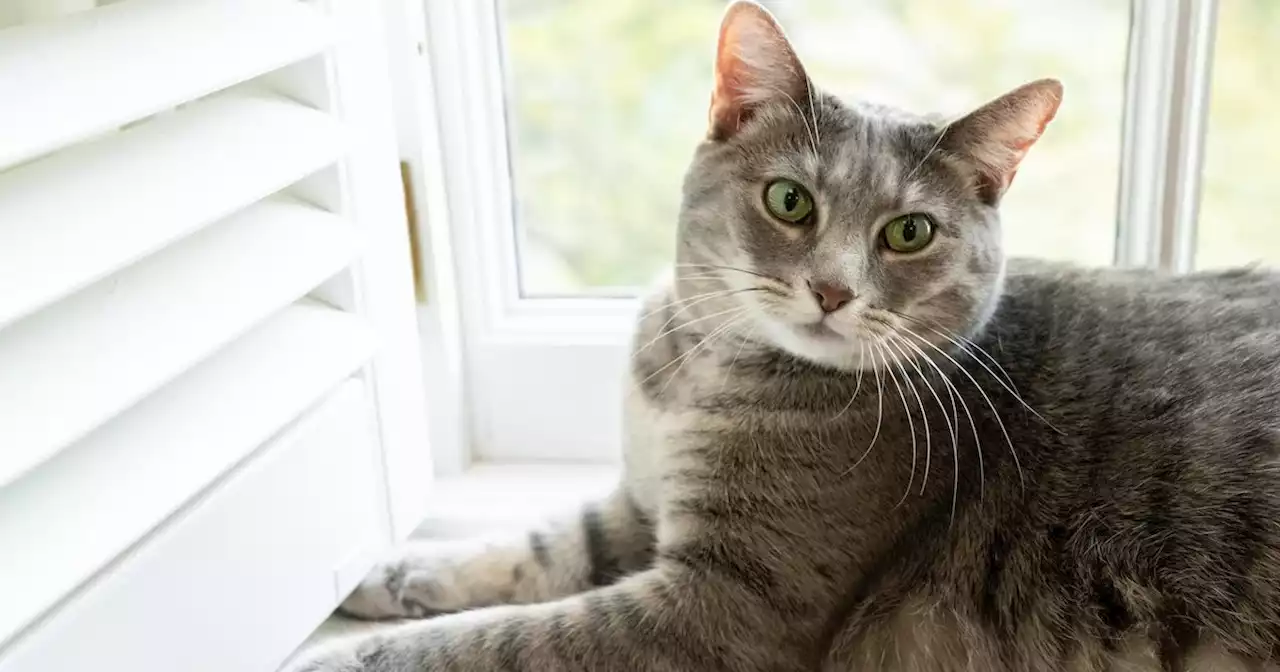 The Bidens Just Welcomed A New Pet To The White House: Willow The Cat